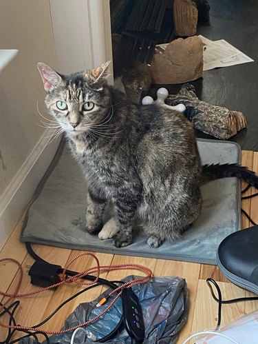 Cat with impressively long whiskers