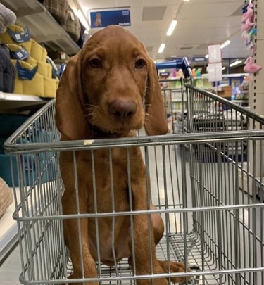 dog inside shopping cart.