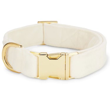 Velvet dog collar in ivory with gold buckle.