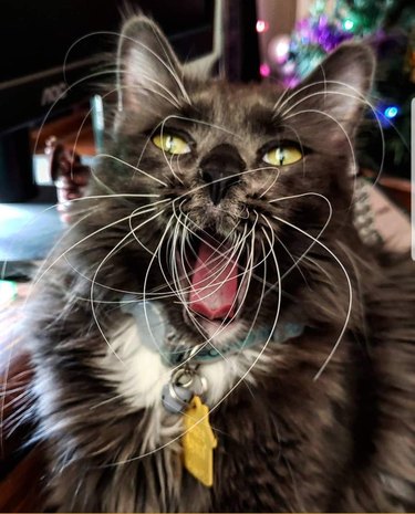 Cat with impressively long and curly whiskers