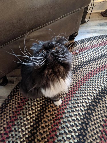 Cat with impressively long whiskers