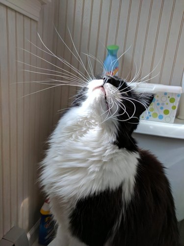 Cat with impressively long whiskers