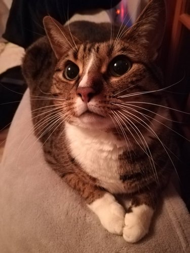 Cat with impressively long whiskers