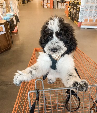 dog inside shopping cart.