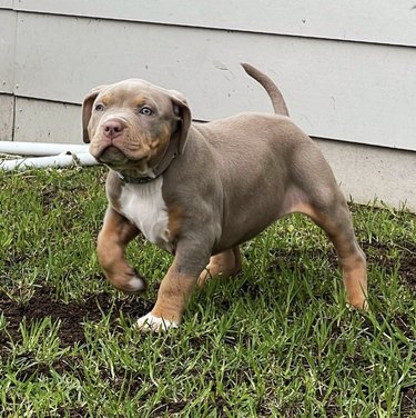 pitbull puppy with light brown eyebrows