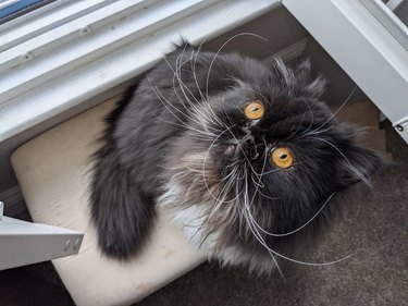 Cat with impressively long whiskers