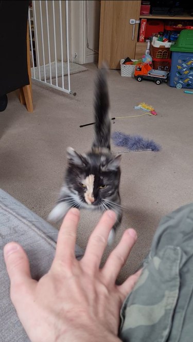 cat pounces on human hand