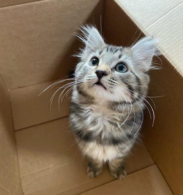 Kitten with impressive whiskers