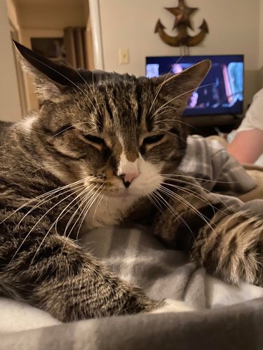 Cat with impressively long whiskers