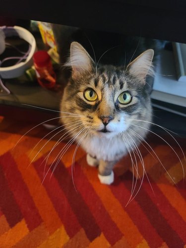 Cat with impressively long whiskers