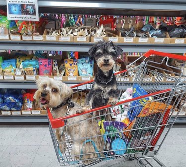 two dogs inside shopping cart.