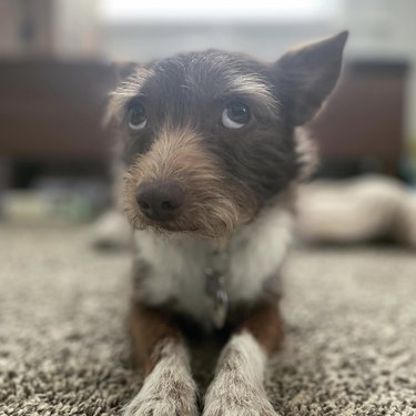 dog with cute short hair eyebrows