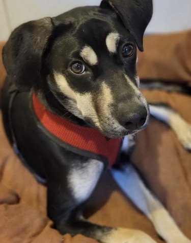 black dog with white eyebrows