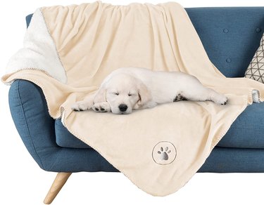 Puppy laying on Petmaker Pet Blanket in color 'cream' while on a blue lounge chair