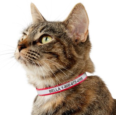 Cat Wearing a GoTags Personalized Reflective Breakaway Collar in Red