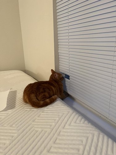 A cat breaks blinds so it can look out the window.