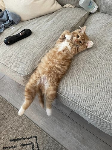An orange cat is stretched out flat on their back on a couch with their legs hanging.