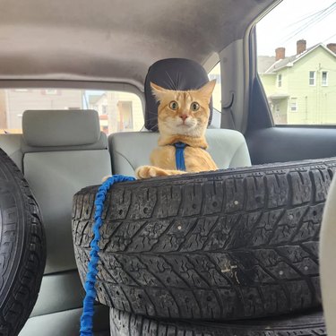 A cat is sitting in a tire while in a car.
