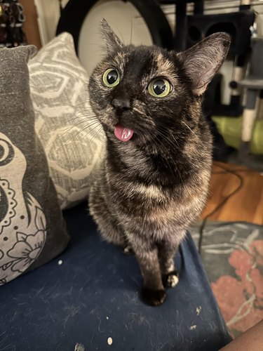 A tortiseshell cat sticks her tongue out.