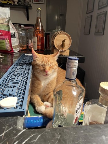 An orange cat falls asleep next to bottle of tequila.