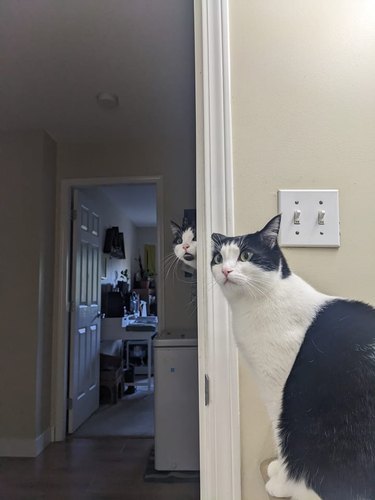 A black and white cats on opposite sides of the same doorway look like a mirror reflection.