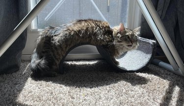 A cat is draped across wave-shaped cat scratcher.