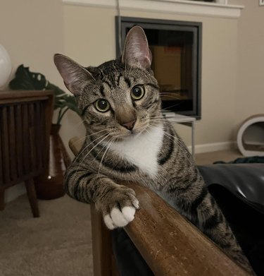 A photogenic tabby cat poses for a photo.
