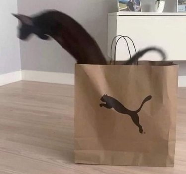 A black cat is jumping out of paper bag with Puma logo on it.