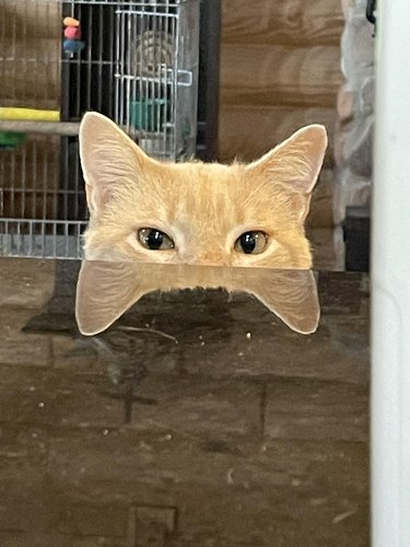 An orange cat peering over edge of mirrored table.