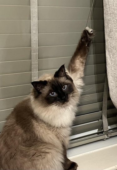 A cat's paw is stuck on curtain drawstring.