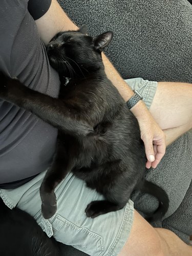 A black cat falls asleep in a man's lap.