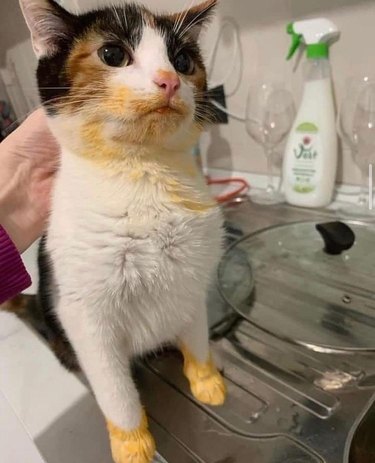 calico cat stains face trying to eat mac n cheese