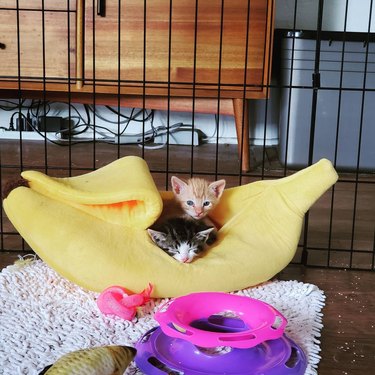 cat sleeping in banana bed