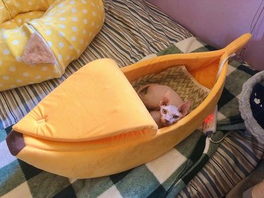 cat sleeping in banana bed