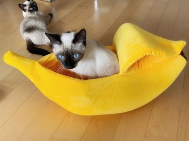 cat sleeping in banana bed