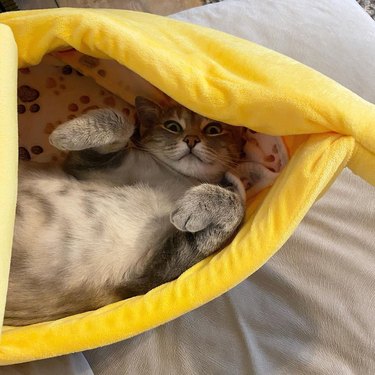 cat sleeping in banana bed