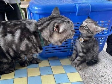 mom cat scolds kitten