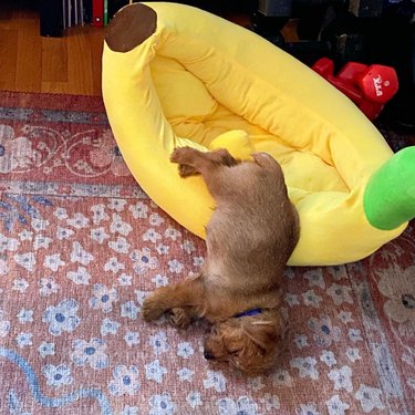 dog sleeping in banana bed