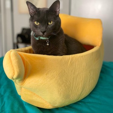 cat sleeping in banana bed