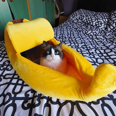 cat sleeping in banana bed