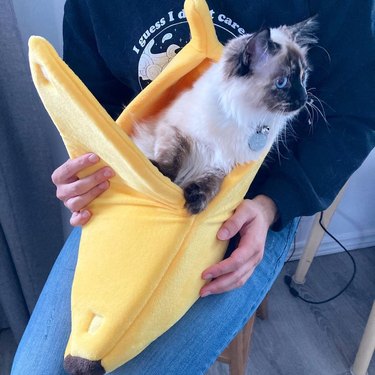 cat sleeping in banana bed