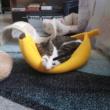 cat sleeping in banana bed