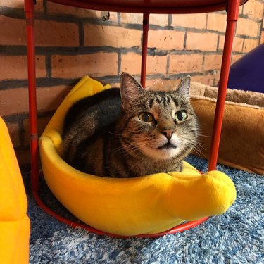 cat sleeping in banana bed