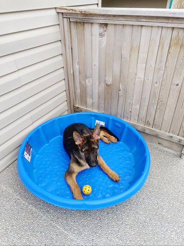 dog regrets biting hole in kiddie pool