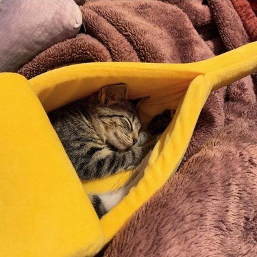 cat sleeping in banana bed