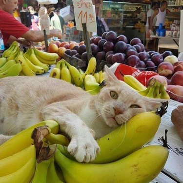 cat sleeping in banana bed