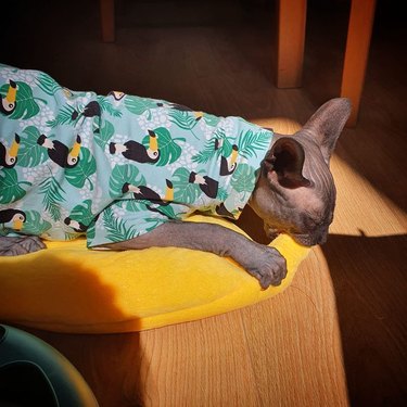 cat sleeping in banana bed