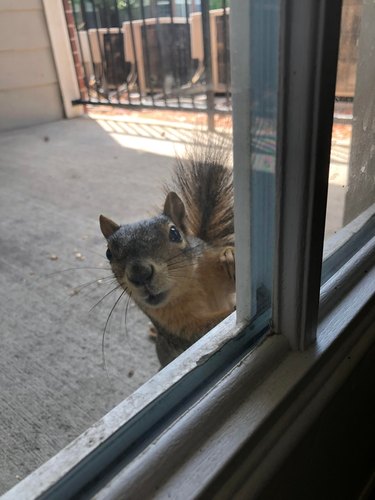Squirrel peering through window