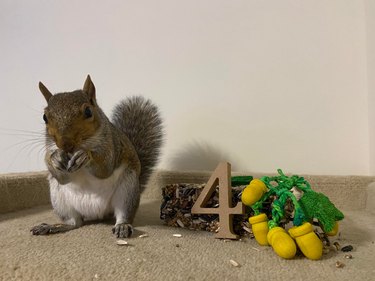 Squirrel stands next to seed cake and wooden props including acorns and the number 4