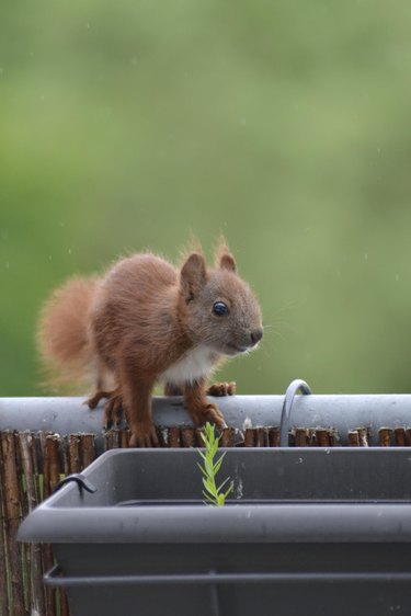 Baby squirrel on fence